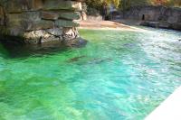 Imagine atasata: Zoo Berlin 0459.JPG